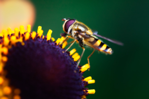 Hoverfly Pollination9943518884 300x200 - Hoverfly Pollination - Pollination, Hoverfly